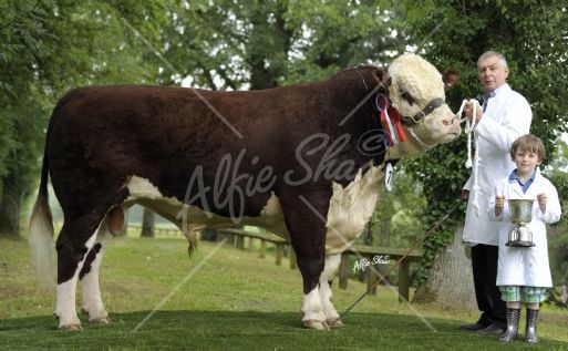 Herford Champion, Greenyards 1 Dougie exhibited by Robin Irvine 